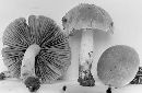 Psathyrella rogueiana image