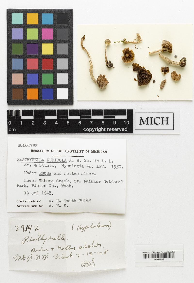 Psathyrella rubicola image