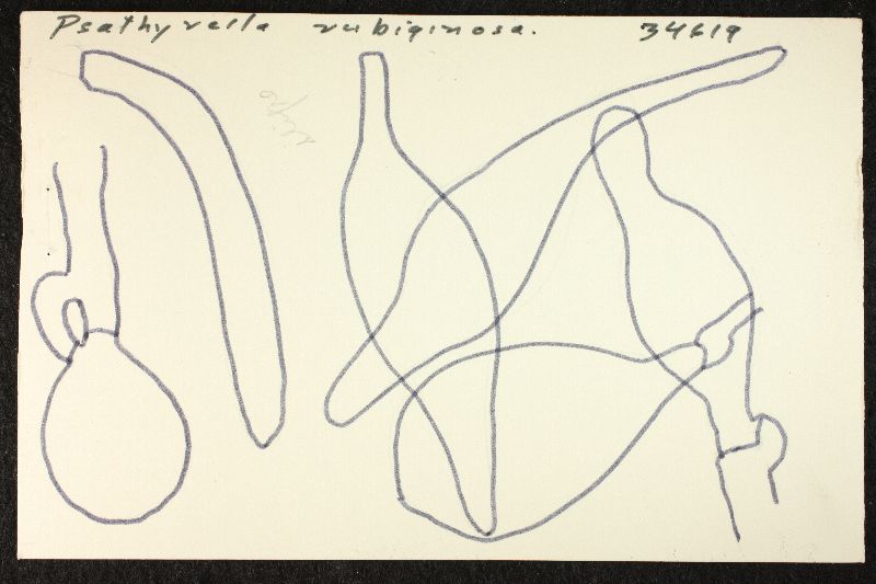 Psathyrella rubiginosa image
