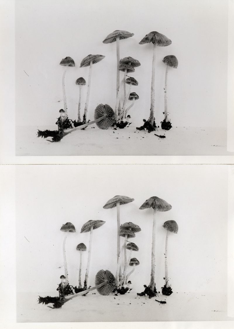 Psathyrella rufogrisea image