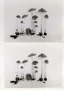 Psathyrella rufogrisea image