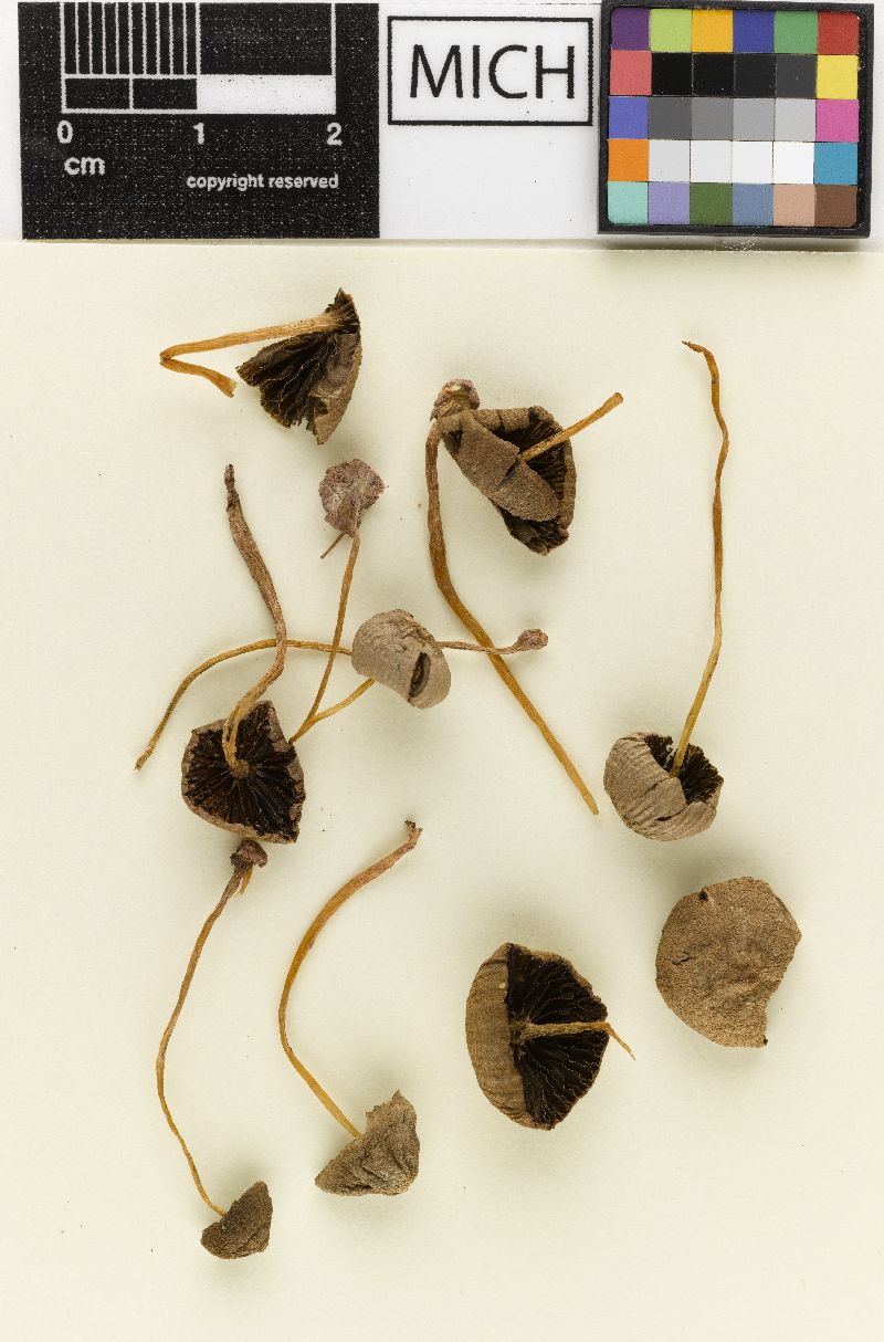 Psathyrella ruderaria image