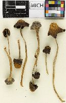 Psathyrella rupchandii image