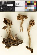 Psathyrella septentrionalis image