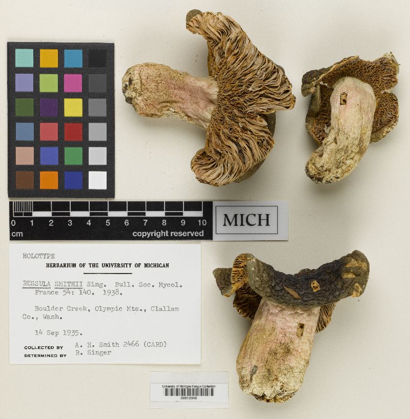 Russula smithii image
