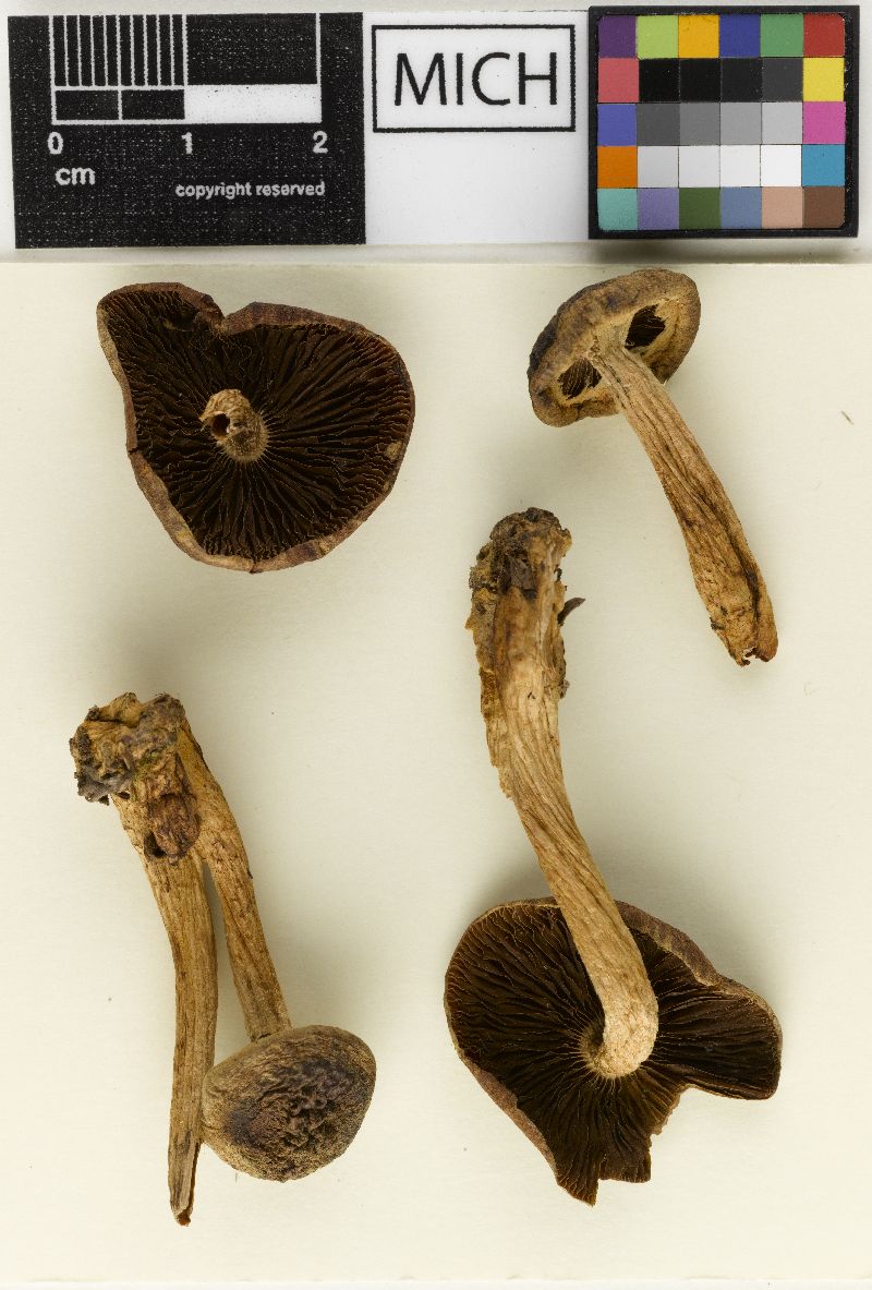 Psathyrella sequoiae image