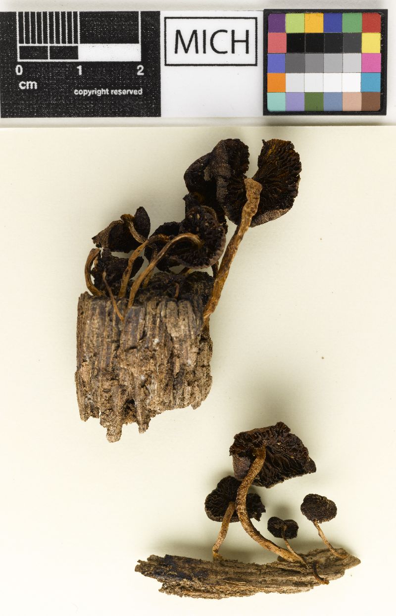 Psathyrella sharonensis image