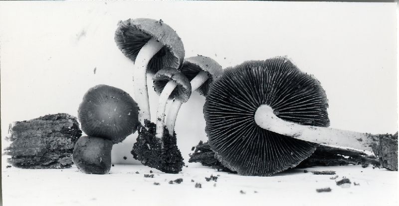 Psathyrella sharonensis image