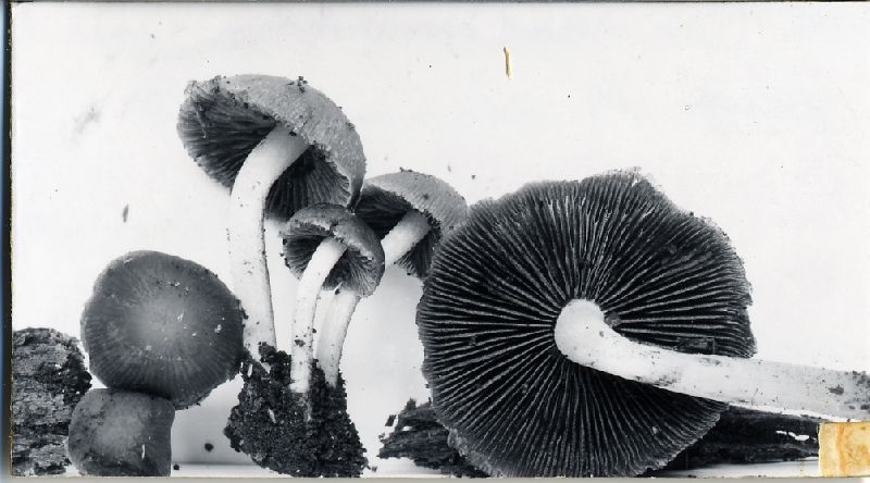 Psathyrella sharonensis image