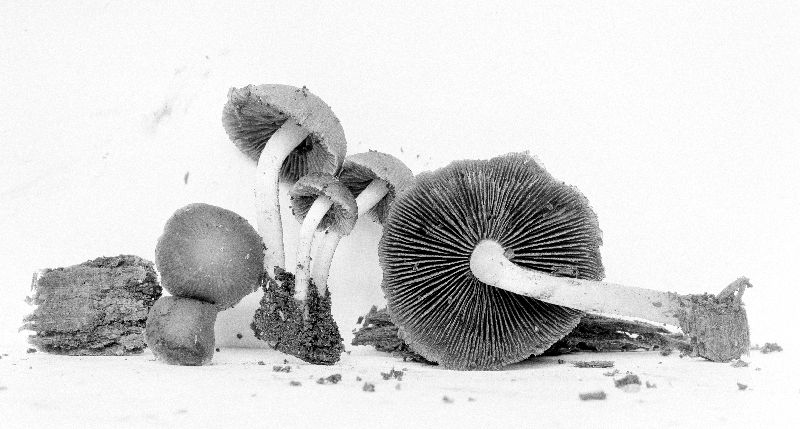 Psathyrella sharonensis image