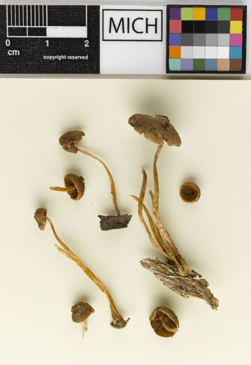 Psathyrella similissima image