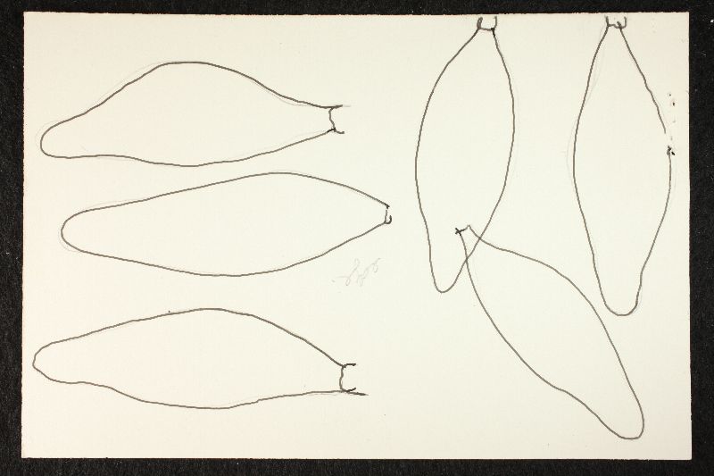 Psathyrella similissima image