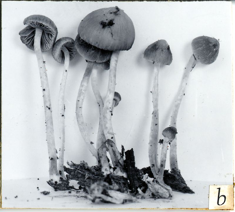 Psathyrella similissima image