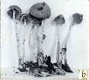 Psathyrella similissima image