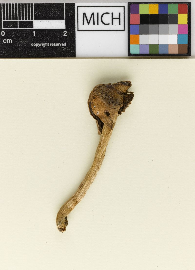 Psathyrella singeri image