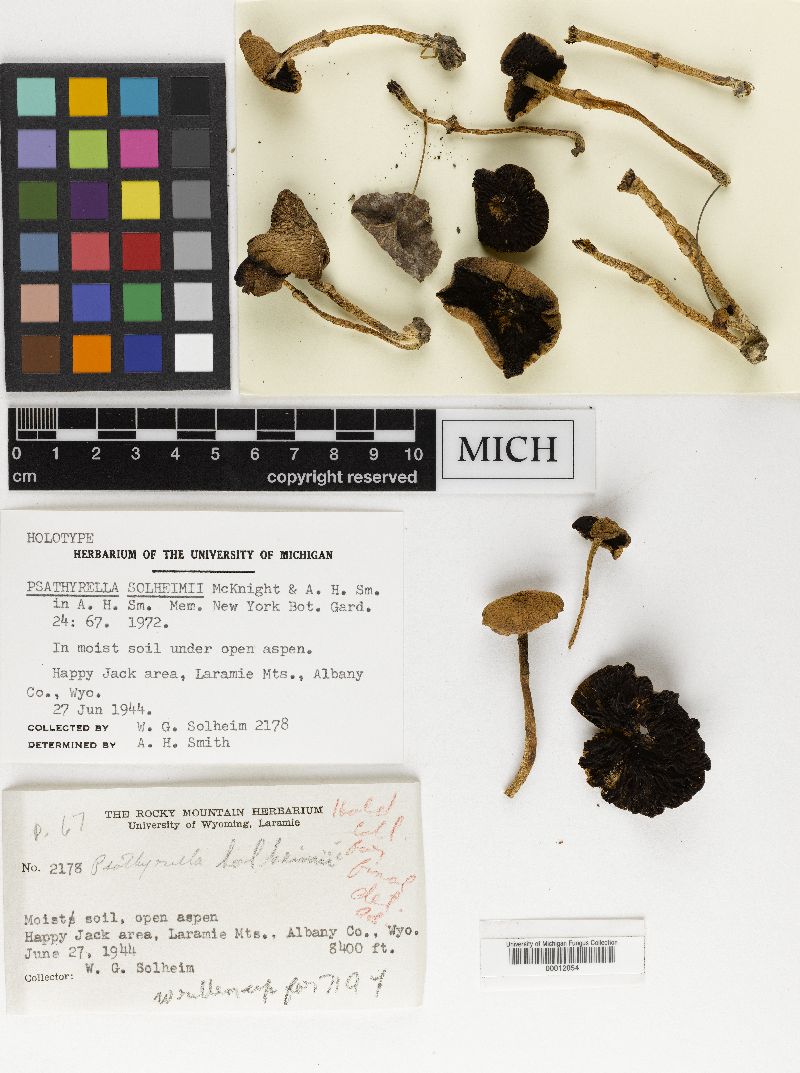 Psathyrella solheimii image