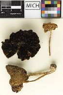 Psathyrella solheimii image