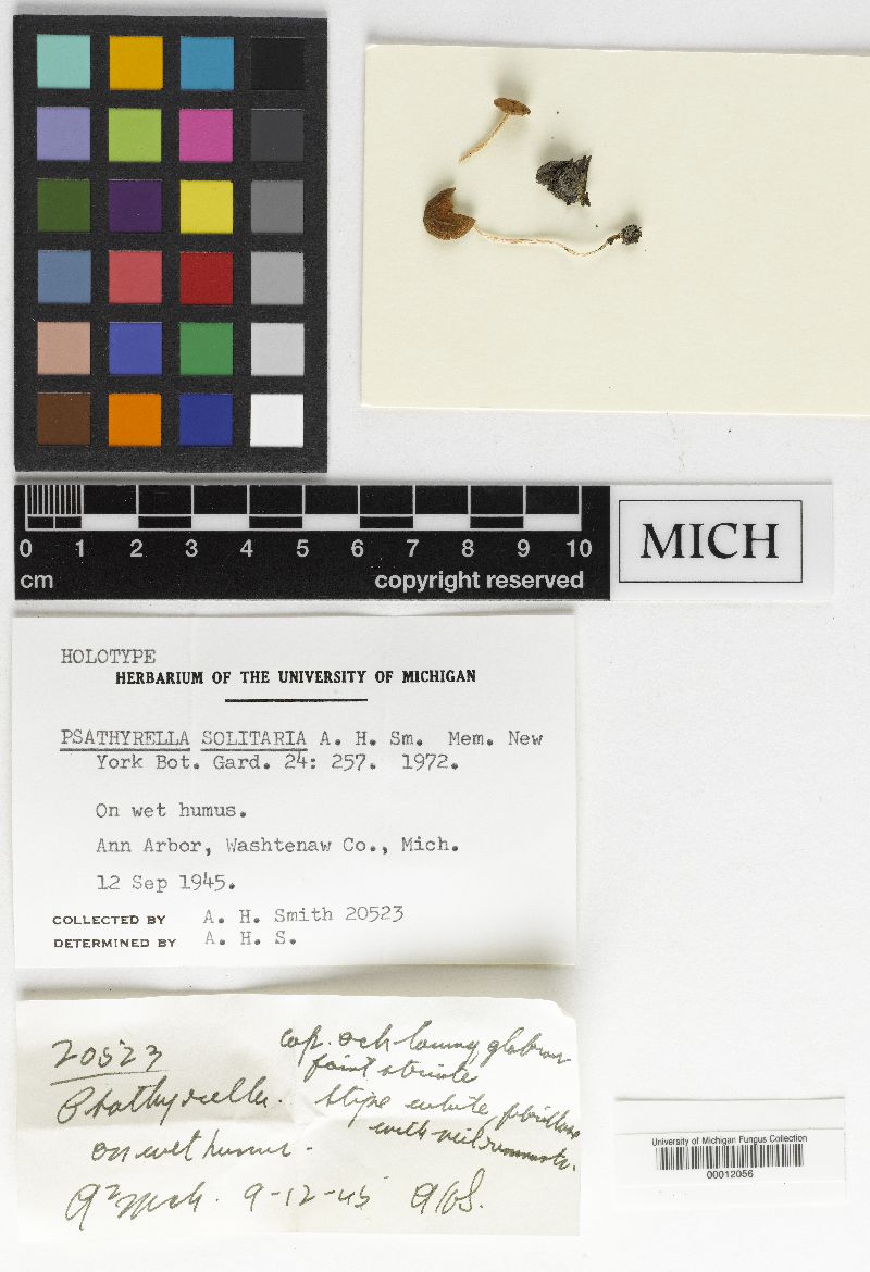 Psathyrella atomatoides image