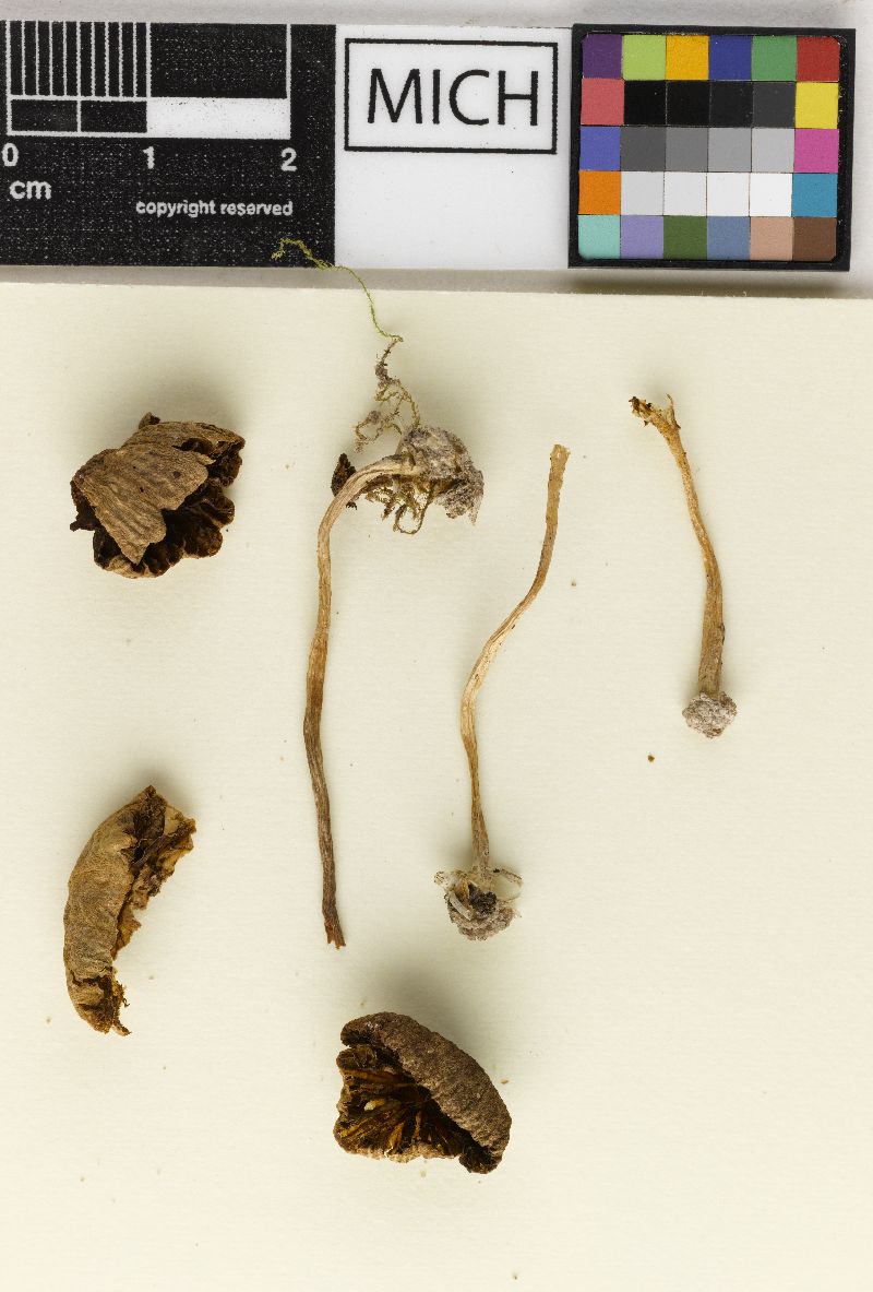 Psathyrella subargillacea image