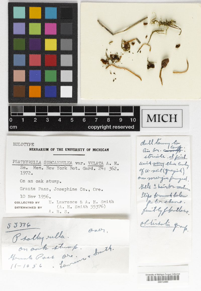 Psathyrella subcaerulea image