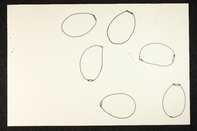 Psathyrella subcinerascens image