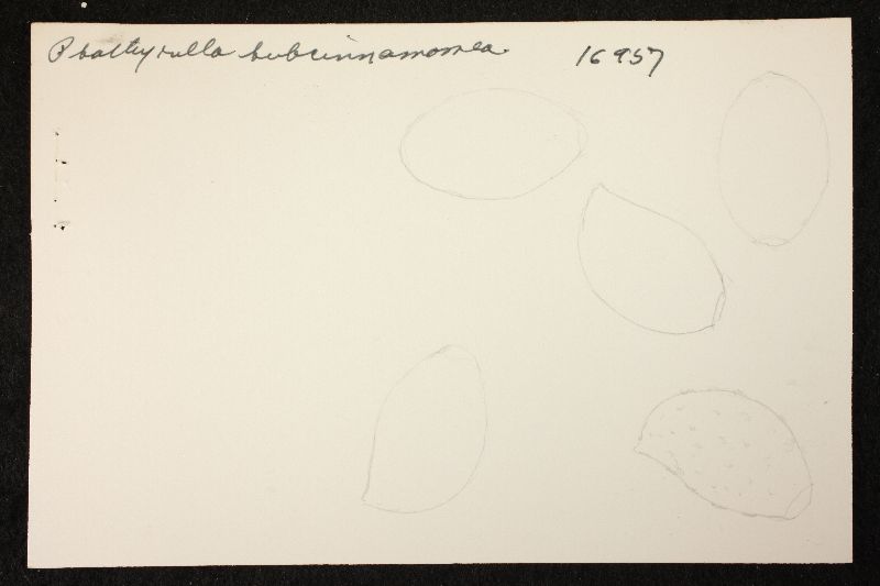 Psathyrella subcinnamomea image