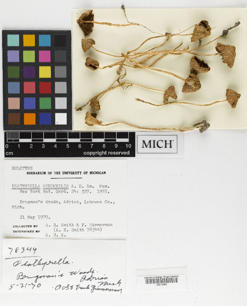 Psathyrella subdebilis image