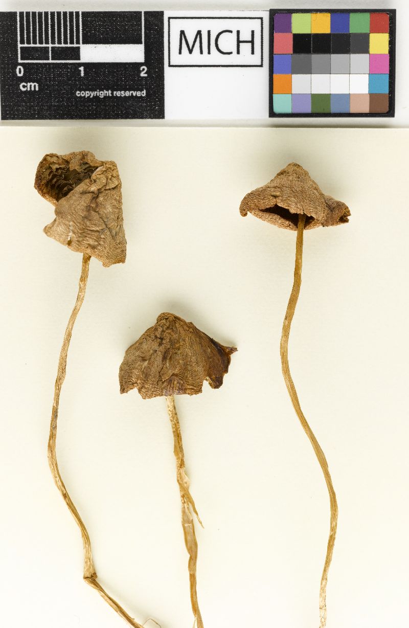 Psathyrella subdebilis image