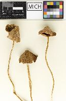 Psathyrella subdebilis image