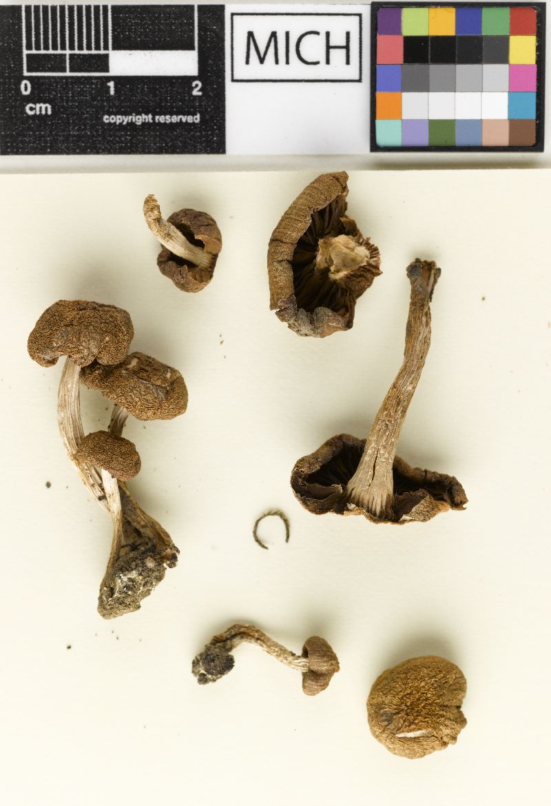 Psathyrella subfasciculata image