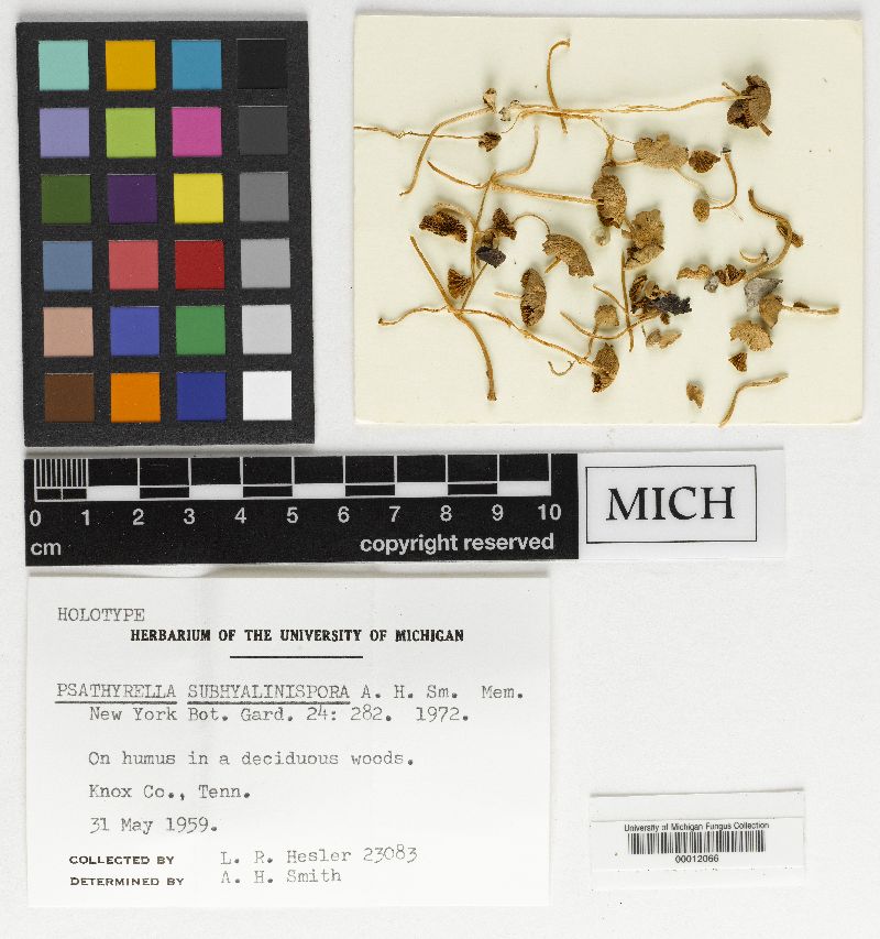 Psathyrella subhyalinispora image