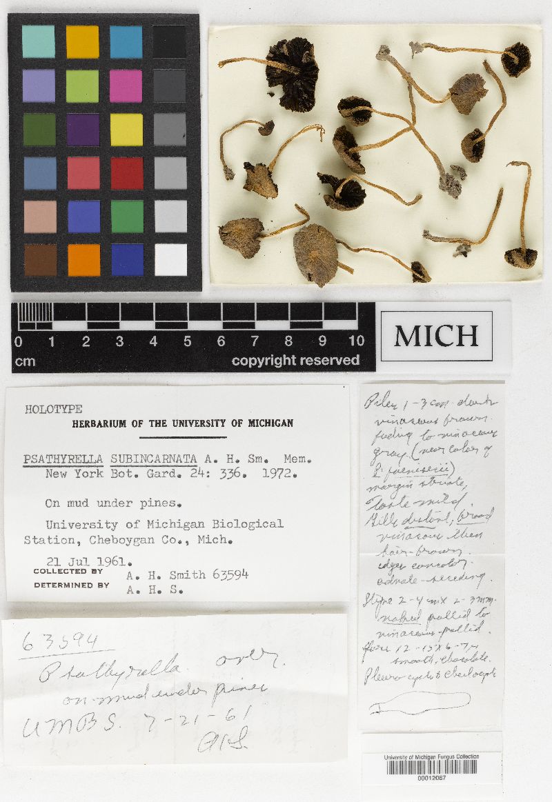 Psathyrella subincarnata image