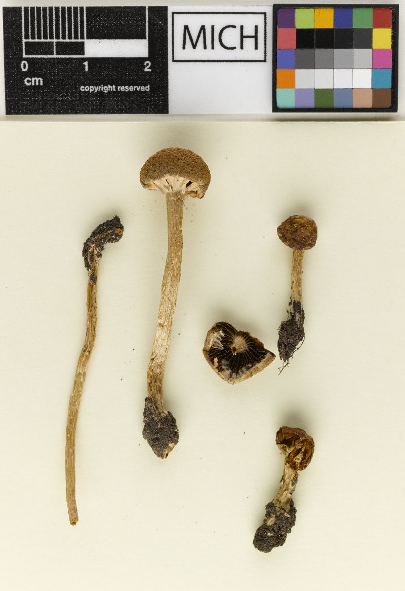 Psathyrella sublanata image