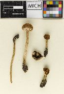 Psathyrella sublanata image