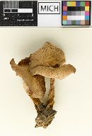 Psathyrella sublateritia image