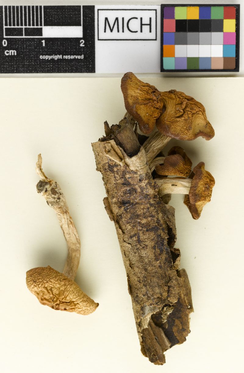 Psathyrella sublateritia image