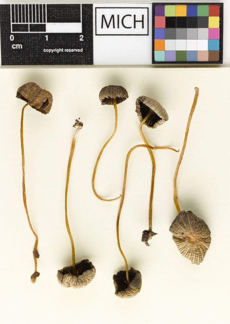 Psathyrella subolivacea image