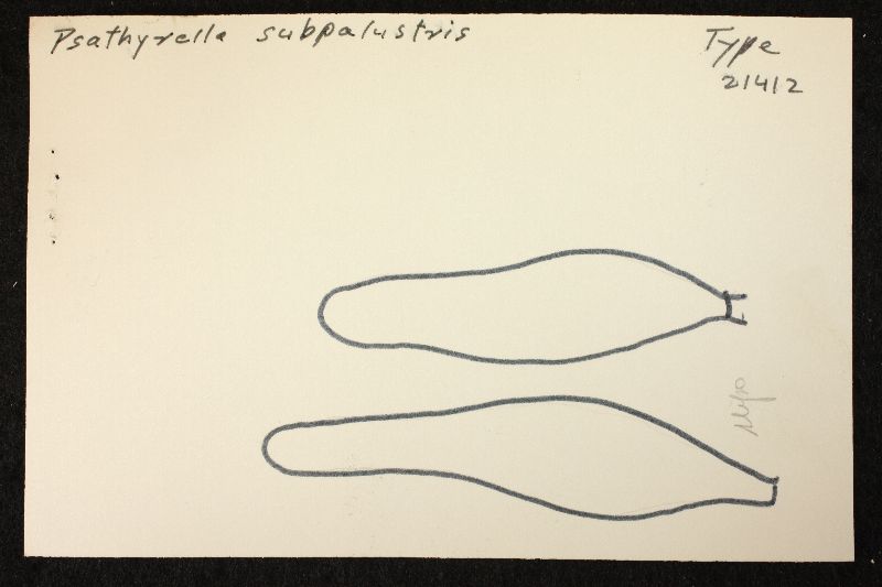 Psathyrella subpalustris image