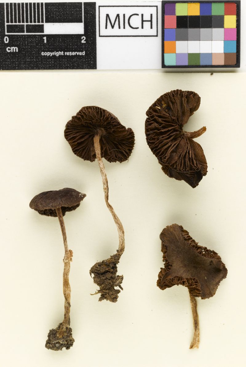 Psathyrella subpurpurea image