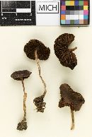 Psathyrella subpurpurea image