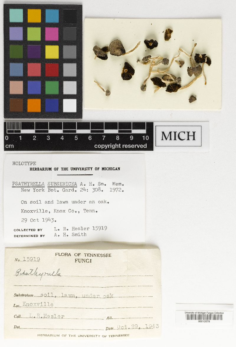 Psathyrella subsericea image