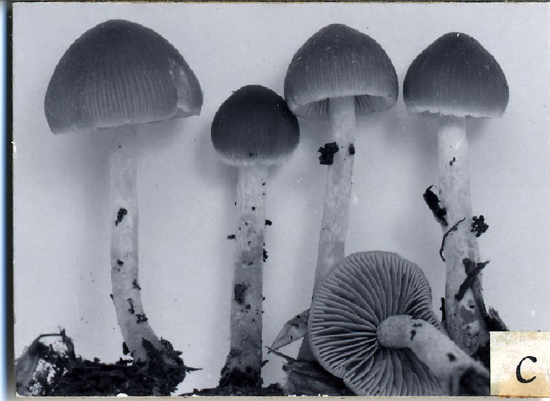 Psathyrella subsimilissima image