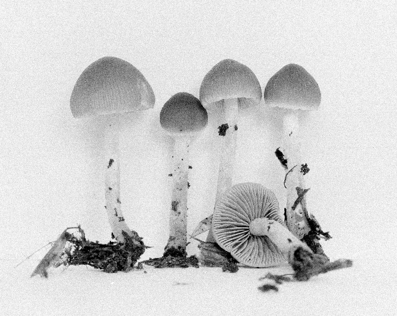 Psathyrella subsimilissima image