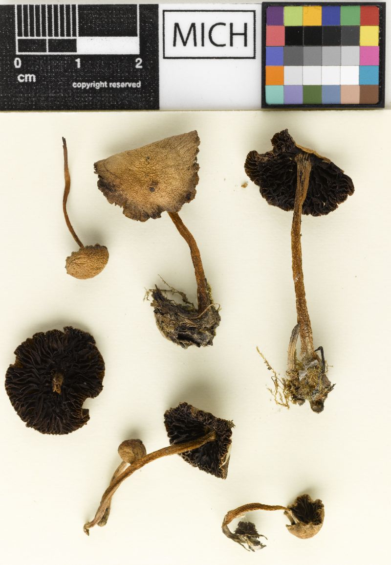 Psathyrella subsquamulosa image