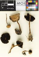 Psathyrella subsquamulosa image