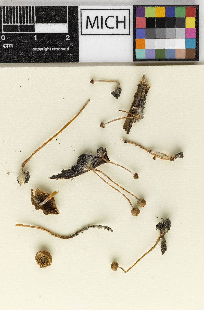 Psathyrella substrigosipes image