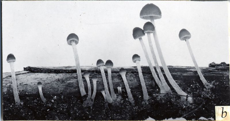 Psathyrella substrigosipes image