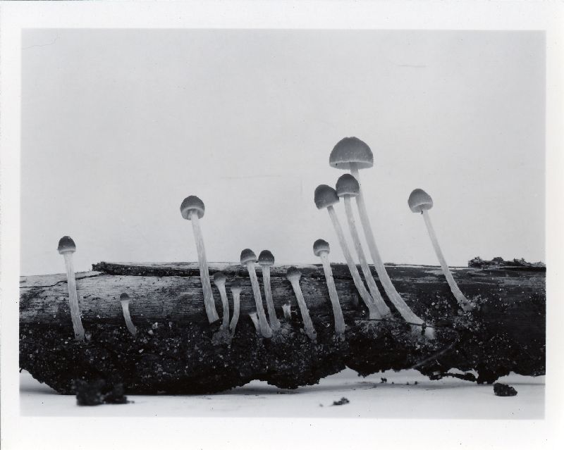 Psathyrella substrigosipes image