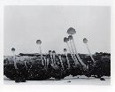 Psathyrella substrigosipes image