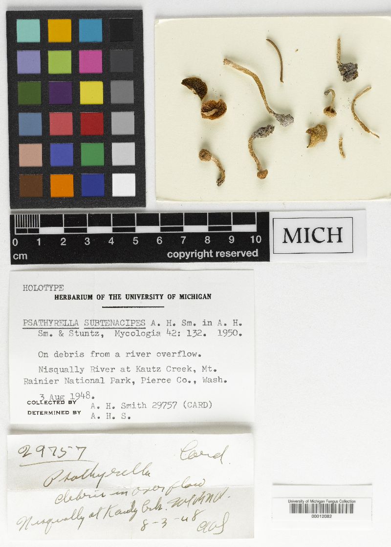 Psathyrella subtenacipes image